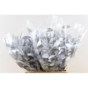 Euca Populus Berry Silver Pbs