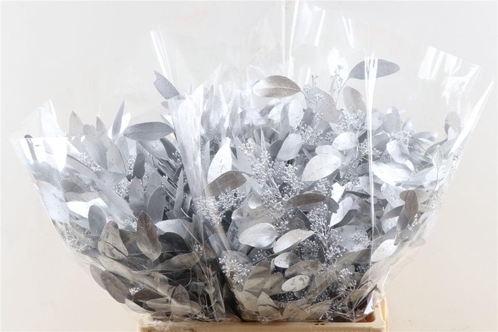 <h4>Euca Populus Berry Silver Pbs</h4>