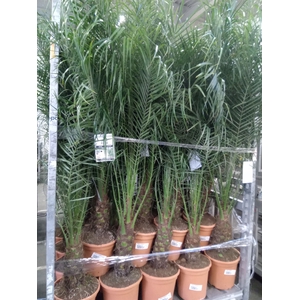 Phoenix roebelenii