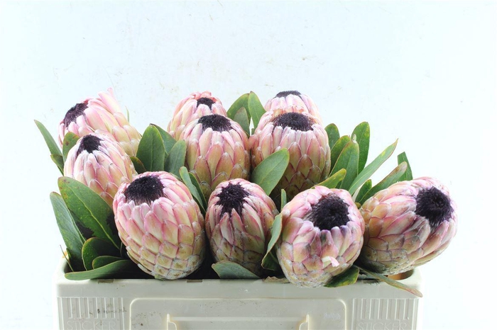 <h4>Protea Susara</h4>