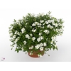 Arenaria  'Summer White'