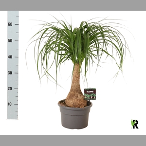 BEAUCARNEA RECUR