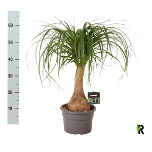 BEAUCARNEA RECUR