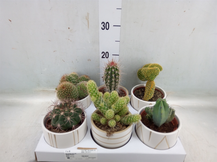 <h4>Cactus   ...</h4>