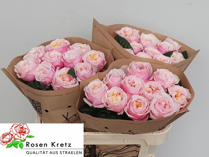 <h4>ROSA GR 'NOTTING HILL'</h4>