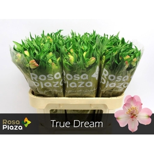 ALSTR TRUE DREAM