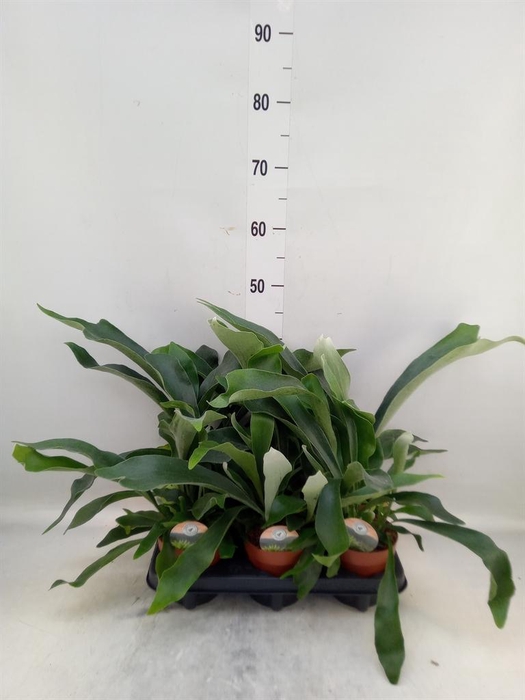 <h4>Platycerium bifurc.</h4>