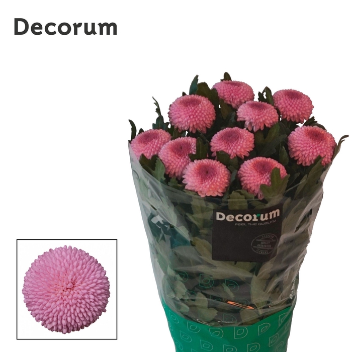 <h4>Chrysanthemum PL 'Momoko'</h4>
