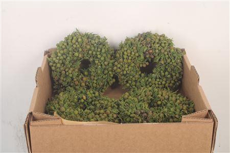 <h4>Krans Juniperis Berry Green 15cm</h4>