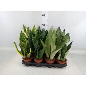 Sansevieria trifa.   ...