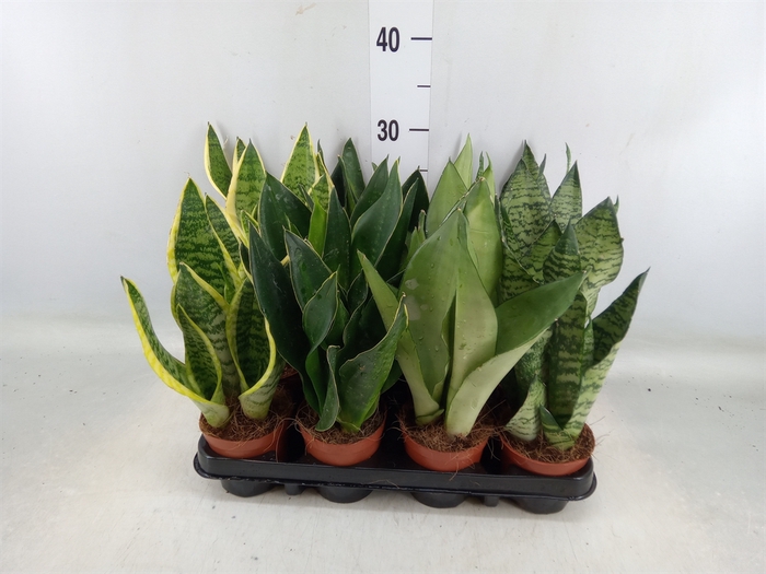 <h4>Sansevieria trifa.   ...</h4>