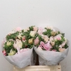 Anem Mistral White (pink Glow) Super