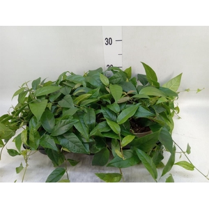 Ficus sagittata