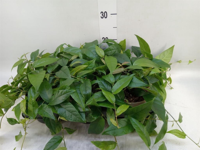 <h4>Ficus sagittata</h4>