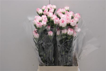 <h4>Di St Damascus Pastel</h4>