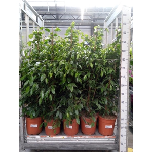 Ficus benja. 'Exotica'