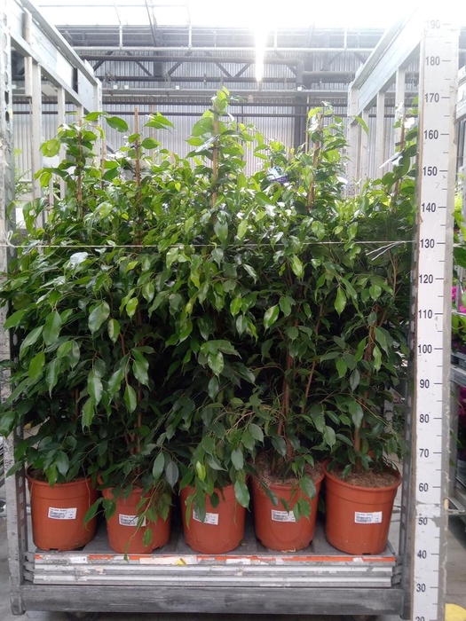 <h4>Ficus benja. 'Exotica'</h4>