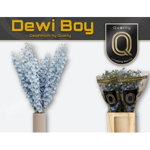 DELPH DU DEWI BOY 60CM X40