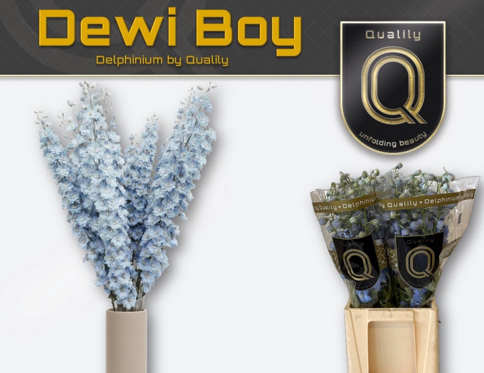 <h4>DELPH DU DEWI BOY 60CM X40</h4>