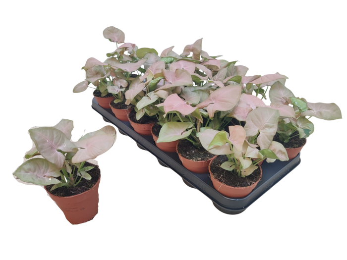 <h4>SYNG PODOPHYLLUM</h4>