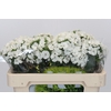 Dianthus Br Kiwi Bunny XXL