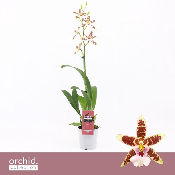 <h4>Cambria, White Renaissance 1-spike 'Orchid Collection'</h4>