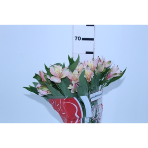 ALSTROEMERIA CHAMPAGNE 060 CM