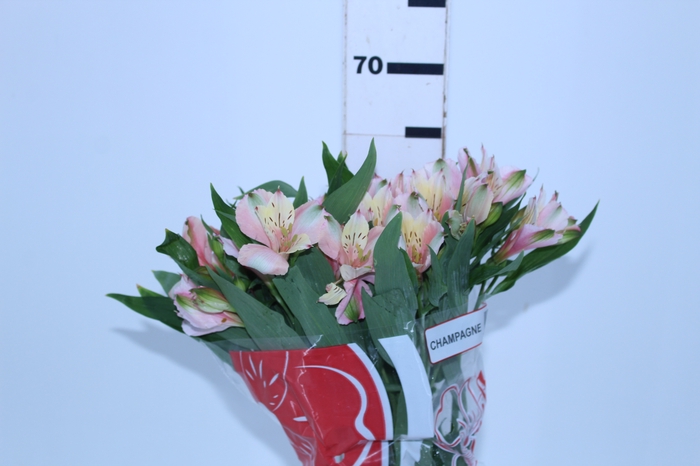 ALSTROEMERIA CHAMPAGNE 060 CM