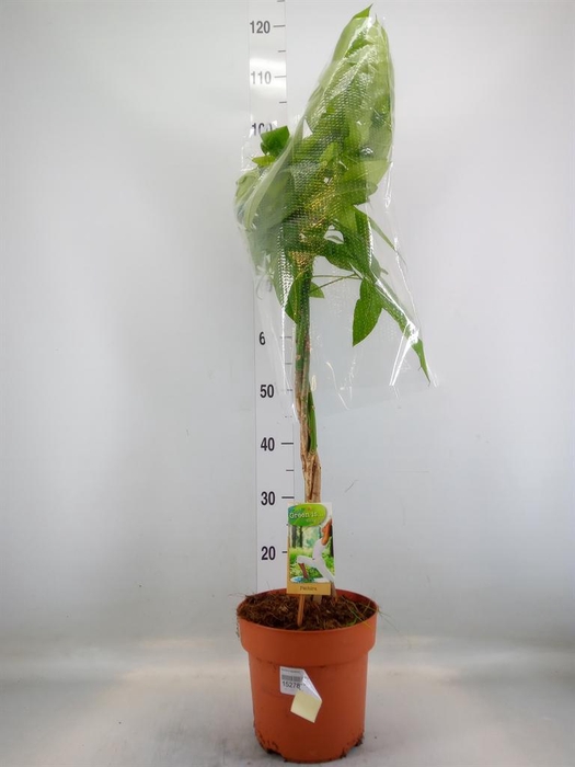 <h4>Pachira aquatica</h4>