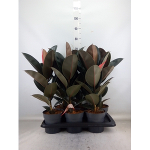 Ficus elastica 'Abidjan'