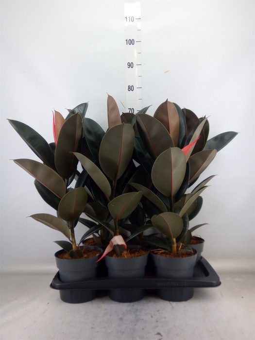 <h4>Ficus elastica 'Abidjan'</h4>