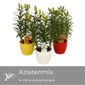 Lilium aziatenmix kunststof ompot 14 cm (az. lelie)