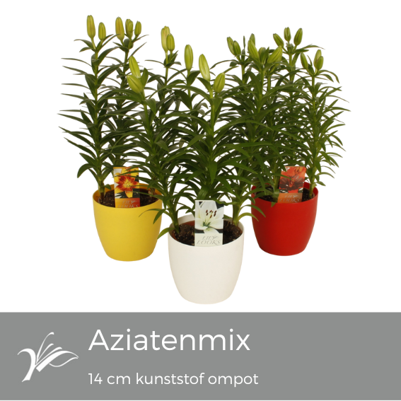 <h4>Lilium aziatenmix kunststof ompot 14 cm (az. lelie)</h4>