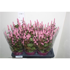 Cel Wild Pink