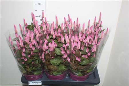 <h4>Cel Wild Pink</h4>
