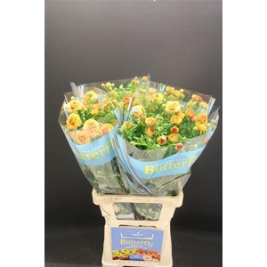 Ran Butterfly Vestalis 60cm