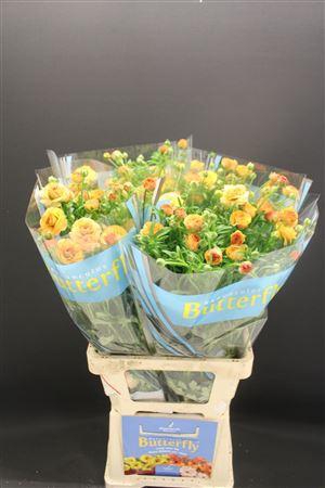 <h4>Ran Butterfly Vestalis 70cm</h4>