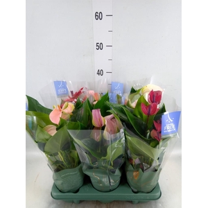 Anthurium ...mix