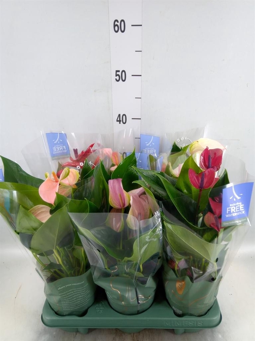 <h4>Anthurium ...mix</h4>
