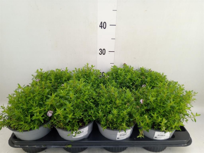 <h4>Satureja montana</h4>