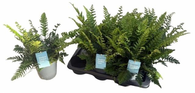 <h4>POLYSTIC TSUSSIMENS</h4>