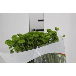 CRISANTEMO SANTINI COUNTRY 080 CM VERDE