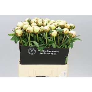 Paeonia Bowl Of Cream Ex