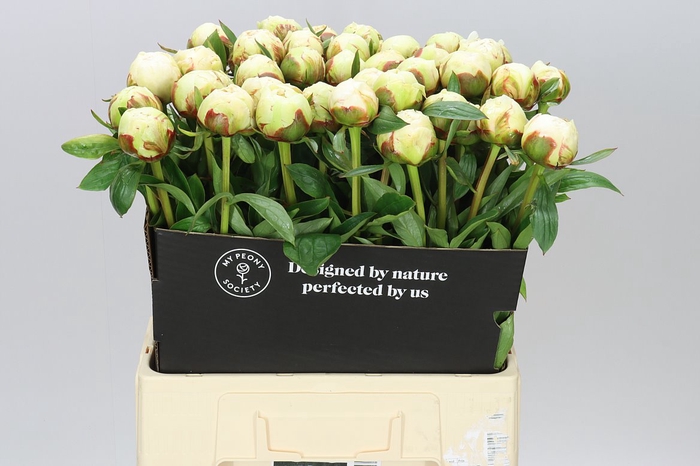 <h4>Paeonia Bowl Of Cream Ex</h4>