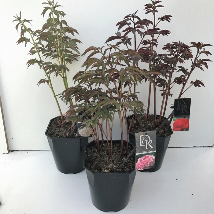 <h4>Paeonia mix</h4>