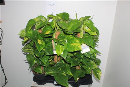 <h4>Epipr Mosstok 60 Mos</h4>