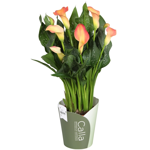 <h4>Zantedeschia Morning Sun SoHappyCalla oranje met groene potcover</h4>