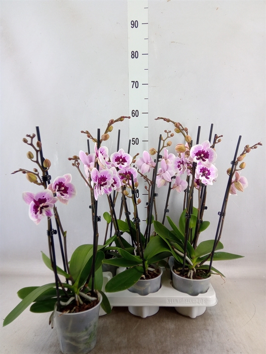 <h4>Phalaenopsis   ...mix  3</h4>