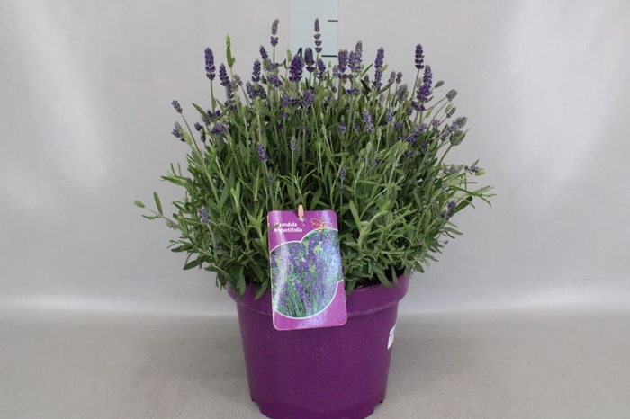 <h4>Lavandula angus. 'Hidcote'</h4>