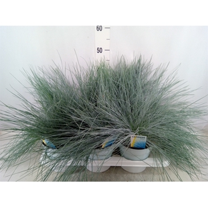 Festuca glauca 'Intens Blue'